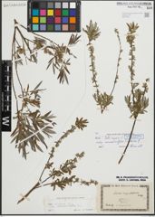 Foto von Salix repens subsp. rosmarinifolia (L.) Andersson